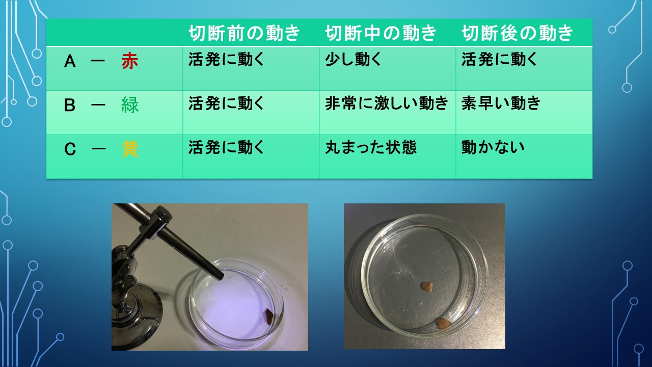 ２０１９年度研究