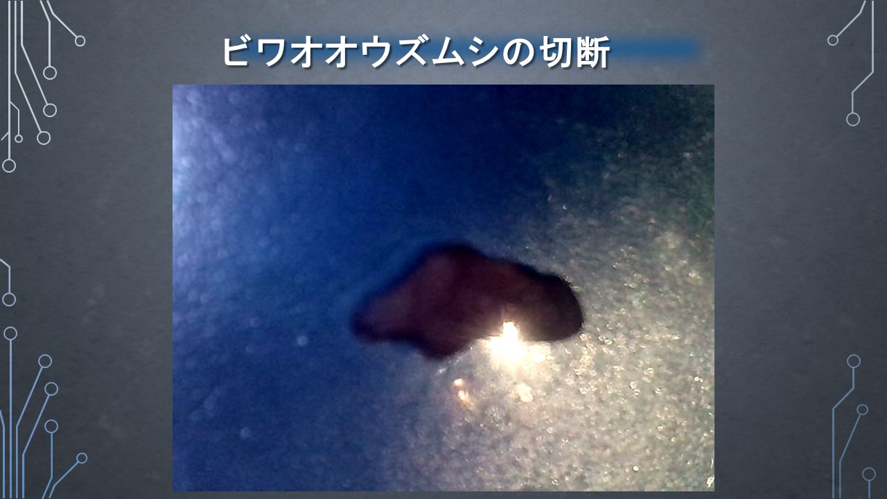 ２０１９年度研究