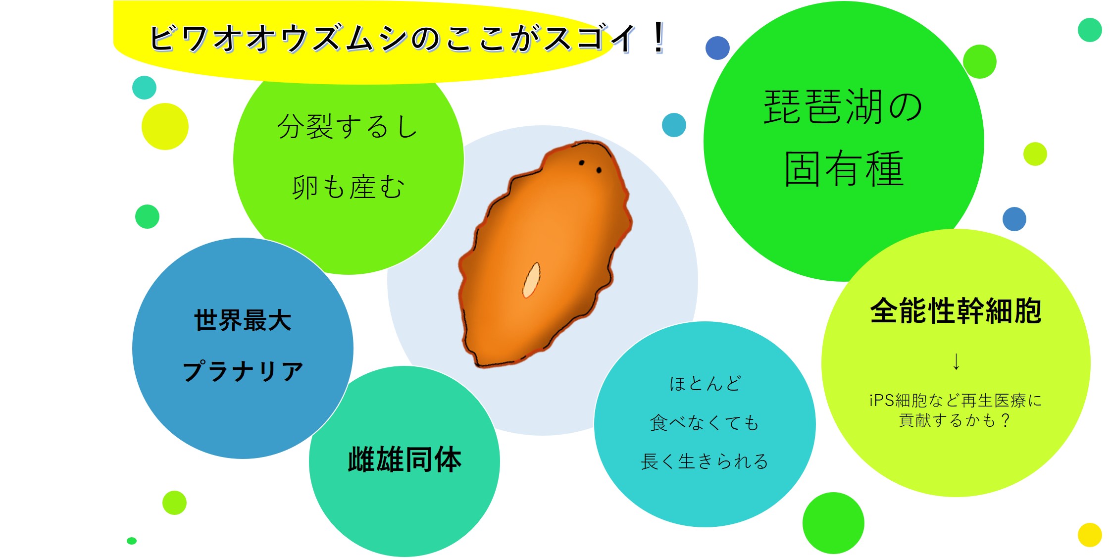 ビワオオウズムシここがすごいぞ！