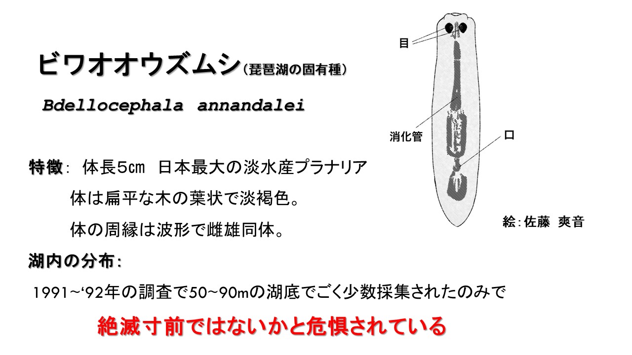 ビワオオウズムシについて